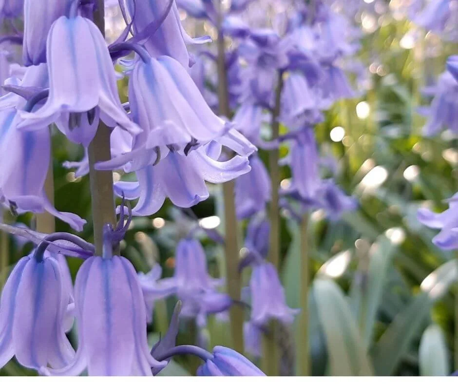 【希少】A Darden of Bell Flowers 希少】A Darden of Bell Flowers 希少】A Darden of Bell